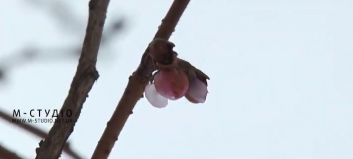 Весна посеред зими: такого у Мукачеві ще не бачили (ВІДЕО)