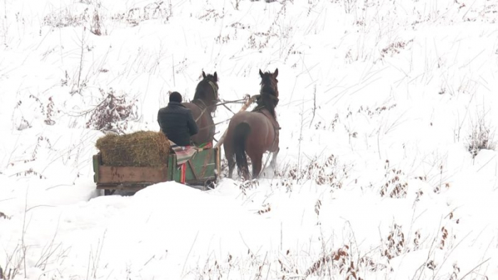 Зимове меню: закарпатські лісівники не припиняють турбуватися про диких тварин у зимовий період