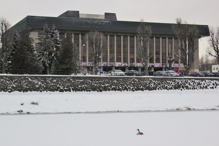 Лебідь посеред Ужа: перехожі переймаються долею птаха (ФОТО)