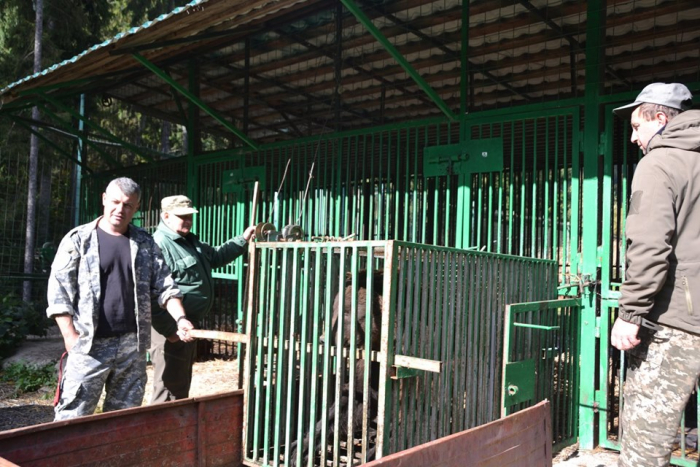 Два ведмеді Міша і Гріша теж житимуть в Синевирі на Закарпатті (ФОТО)