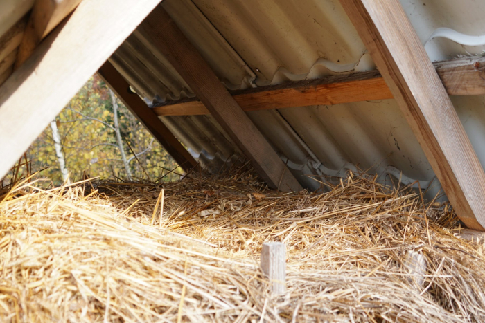 Лісівники на Закарпатті розпочали підгодівлю диких звірів (ВІДЕО,ФОТО)