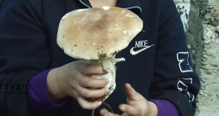 Сезон у розпалі: на Закарпатті мисливці за грибочками встають удосвіта (ВІДЕО)