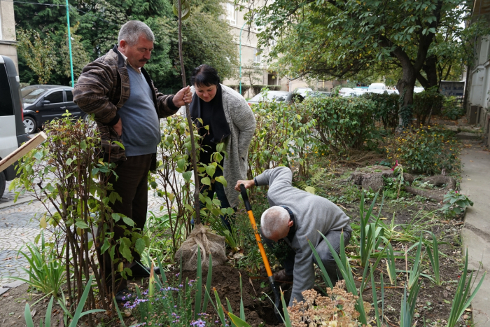 Місто сакур: в Ужгороді висадили нові деревця