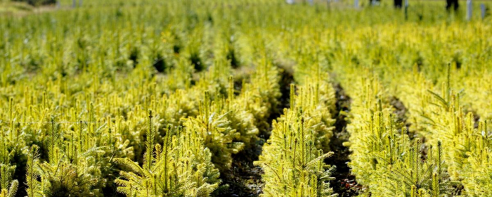 На Тячівщині лісівники проводять кампанію з лісовідновлення (ВІДЕО)