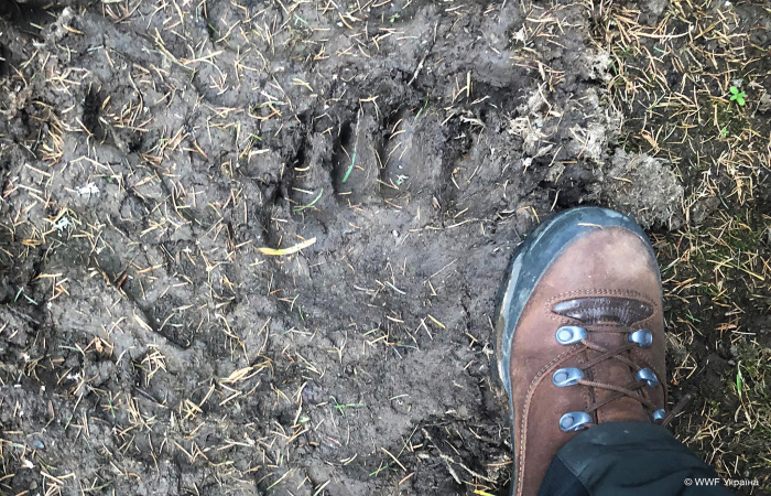 Майже половина всіх ведмедів українських Карпат мешкає на Закарпатті