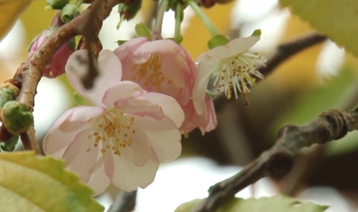 На Закарпатті розцвіла "шалена" сакура (ВІДЕО)