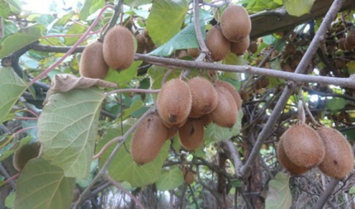 Ужгородець похизувався неабияким урожаєм ківі (ВІДЕО)