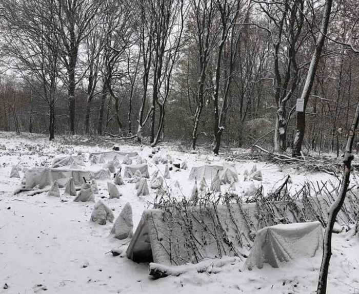 Унікальні фото: як на Закарпатті зимує чайна плантація