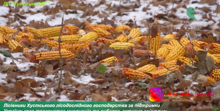 Зимова підгодівля тварин: чому лісівники Закарпаття це роблять (ВІДЕО)