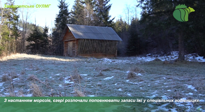  Закарпатські лісівники показали, як підгодовують тварин у холоди