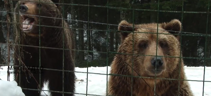 Чотирилапі переселенці: як п’ять ведмедів з Донеччини призвичаюються до закарпатського Синевира