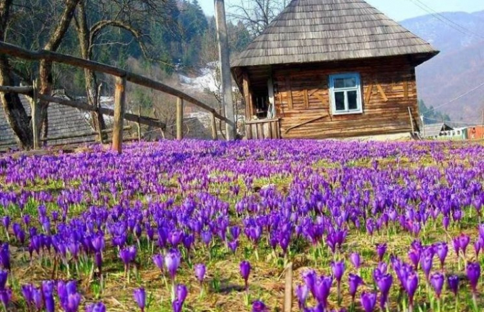 Майже весна! Прогноз на останній тиждень лютого на Закарпатті
