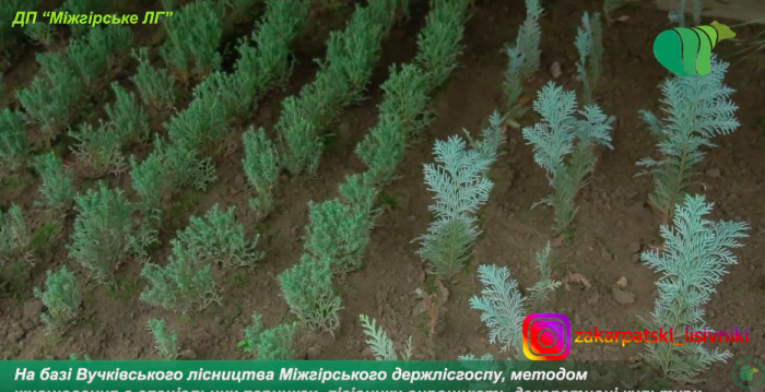 Як на Закарпатті починають своє життя туя західна, самшит, кипарис Лавсона та ялина канадська (ВІДЕО)