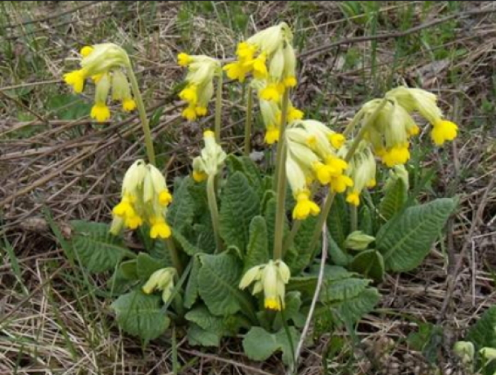 Мукачівці вже милуються первоцвітами (ФОТО)
