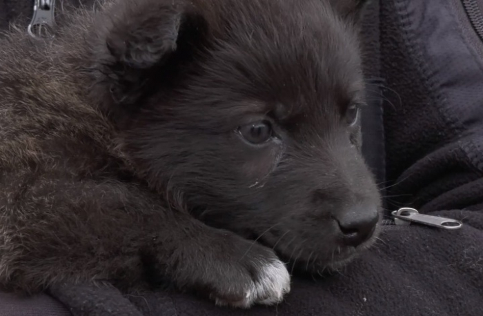 У Мукачеві понад тисячі собак та котів вже знайшли своїх господарів