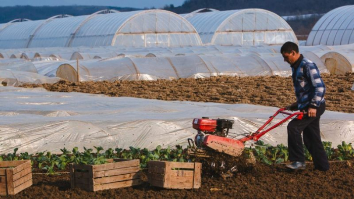 Закарпатські "тепличні" мільйонери чекають на перший урожай ранньої капусти вже в квітні