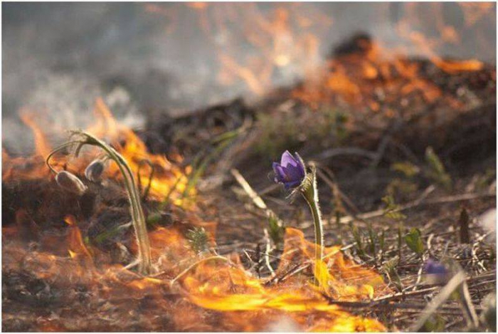 На Іршавщині ледь не загорівся ліс
