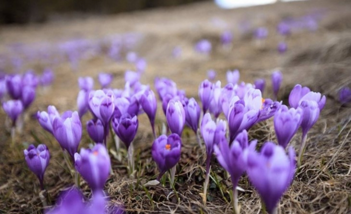 На Закарпатті зацвів неймовірний шафран Гейфеля (ВІДЕО)