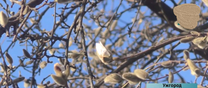 Невже справжня весна? Екзотичні магнолії зацвіли в Ужгороді