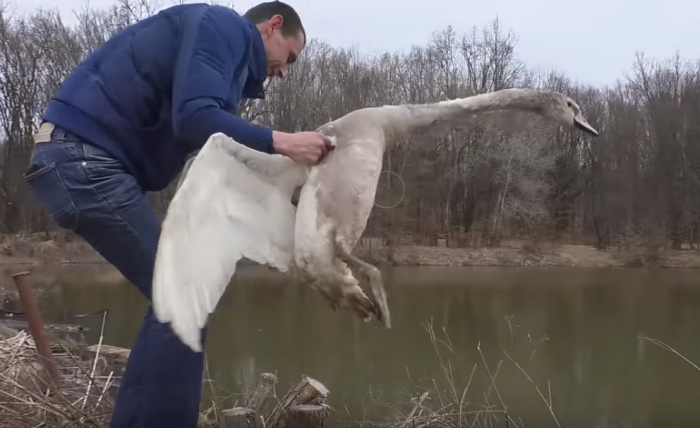 Момент добра: врятованого на Мукачівщині лебедя виходили й випустили на волю (ВІДЕО)
