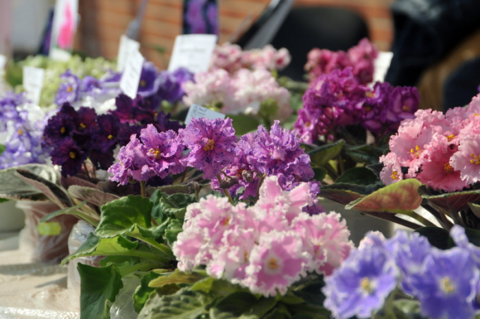 "І знов фіалка розцвіла": в Ужгороді на виставці презентували 200 видів квітів