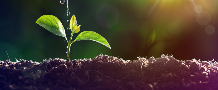 «Посади дерево»: на Закарпатті оголосили зелений фотоконкурс