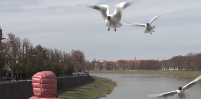 В Ужгороді на Ужі оселились лебеді, дикі качки та чайки (ВІДЕО)