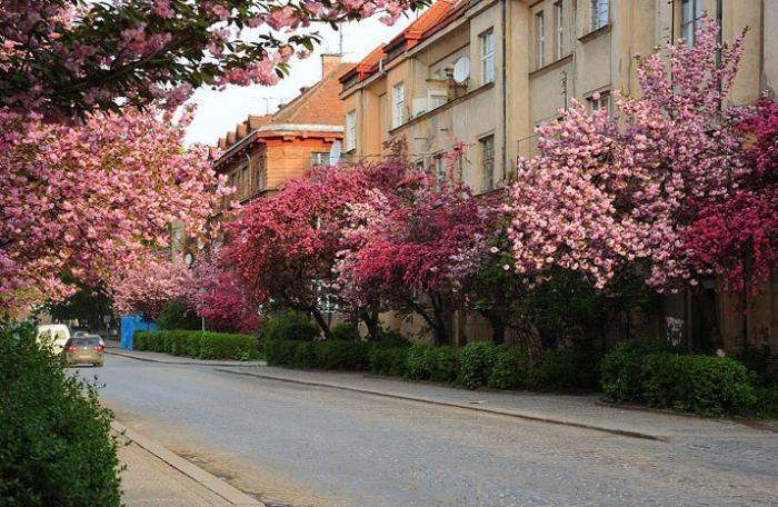 Чого очікувати від погоди? Синоптики розповіли, якою буде весна на Закарпатті (ВІДЕО)