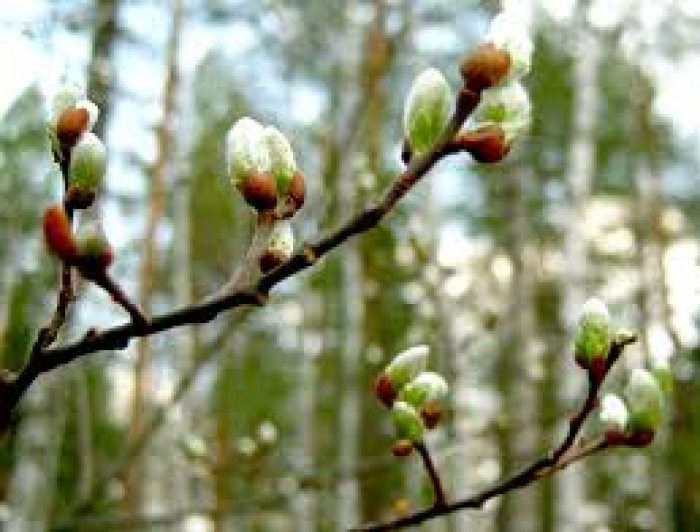 Синоптики розповіли, якою погода буде на Закарпатті завтра
