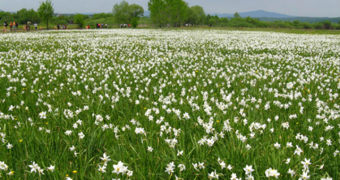 Незабаром зацвіте: як зараз виглядає унікальна Долина нарцисів (ВІДЕО)