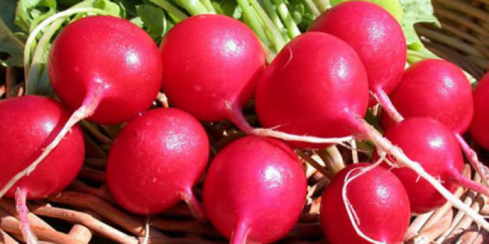 Фахівці дослідили редиску з ужгородського ринку. Що виявили? (ВІДЕО)