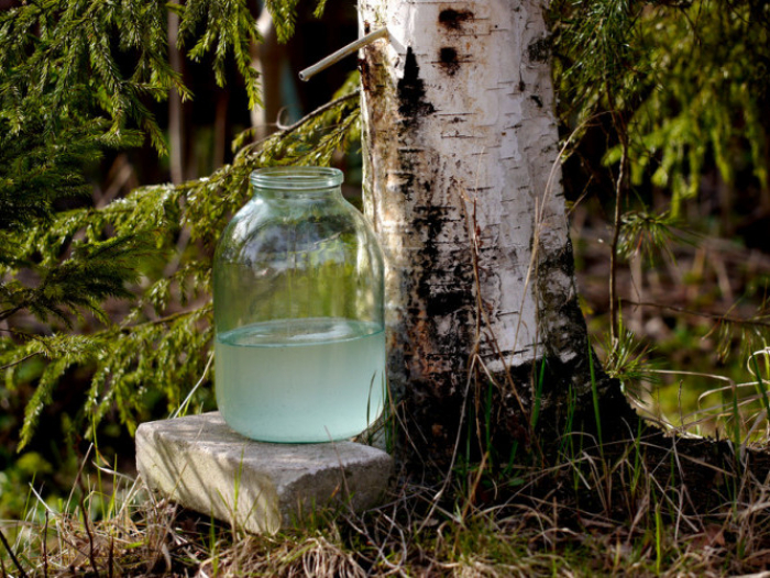 На Закарпатті вже продають березовий сік. Де і яка ціна? 