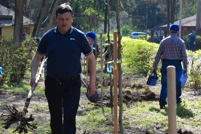 В Ужгороді з'явилась алея з платанів! 