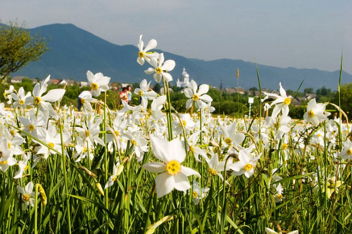 Закарпатська Долина нарцисів у небезпеці! (ВІДЕО)