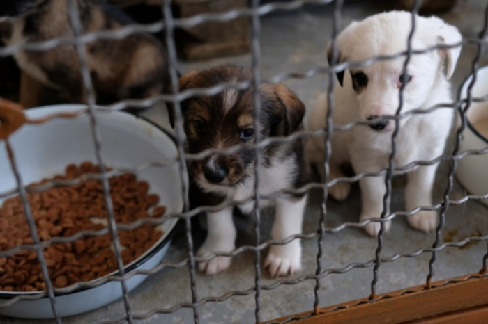 Як на Закарпатті піклуються про бездомних тварин (ВІДЕО)