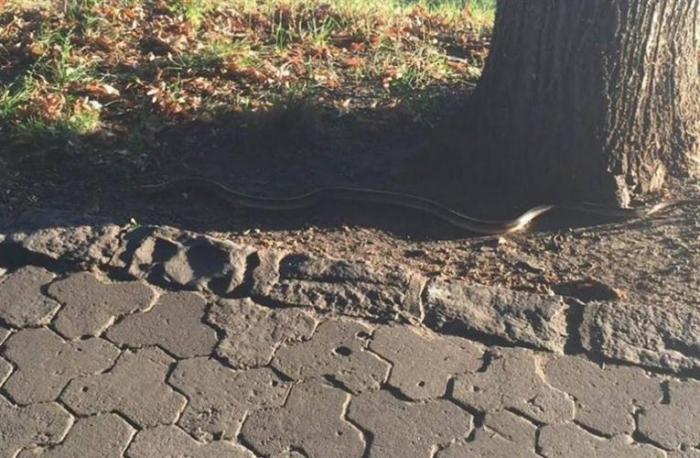 Ужгородці, будьте обережні: в місті з’явилися змії (ВІДЕО)