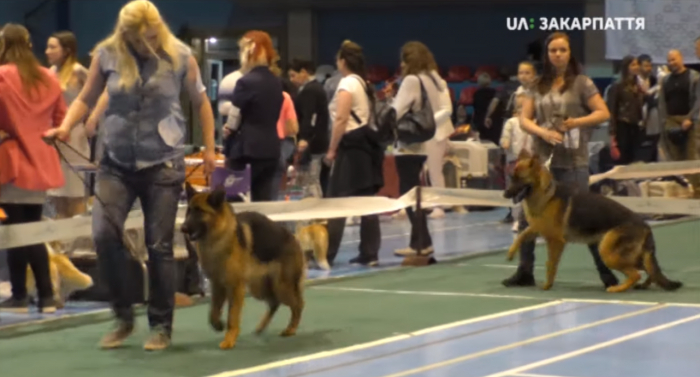 Дефіле на чотирьох лапах: в Ужгороді відбулася виставка собак (ВІДЕО)