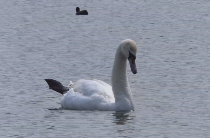 Сім’я лебедів повернулася на озеро парку «Кірпічка» в Ужгороді (ВІДЕО)