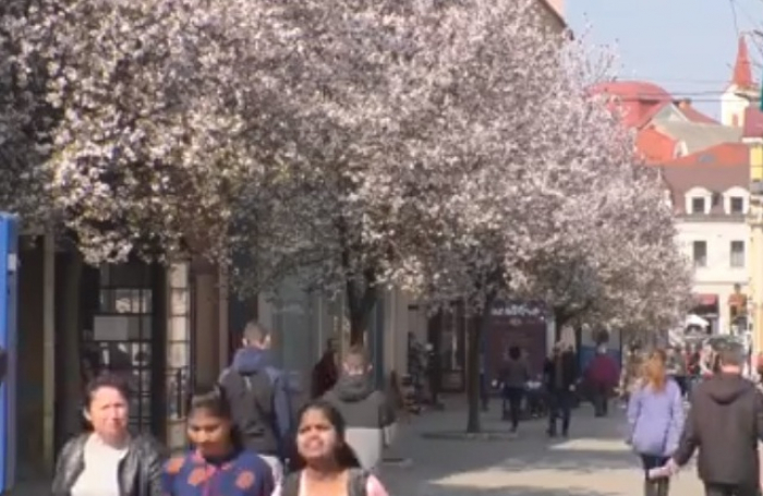 Ужгород квітне: щоб насолодитися всією красою, треба дивитися вгору (ВІДЕО)