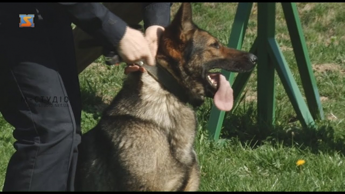 Якщо твій помічник – чотирилапий: як у Мукачеві навчають собак шукати наркотики