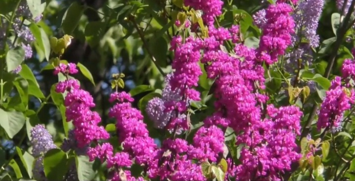 В Ужгороді зацвіло екзотичне іудине дерево (ВІДЕО)