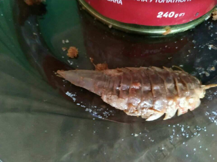 Невідомі звірі в консервах: закарпатців закликають бути обережними!