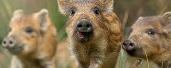 "Перепис" диких тварин на Воловеччині: які результати? (ВІДЕО)