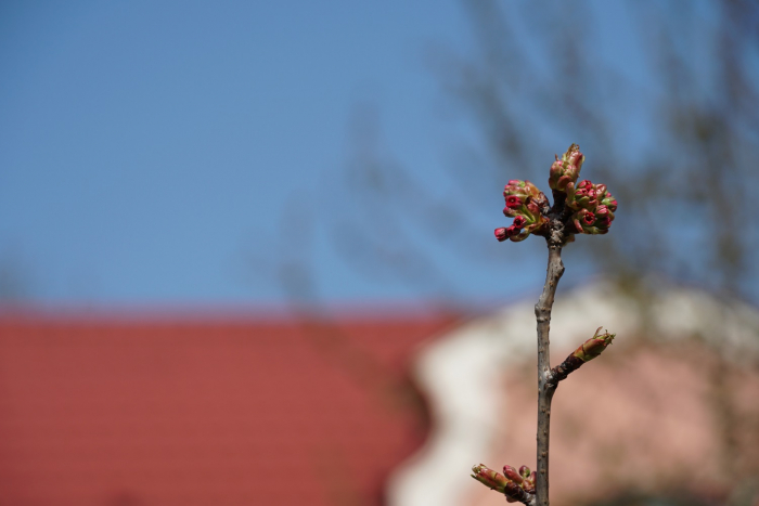 На Заньковецької вже зазеленіли газони і зацвіли молоді деревцята (ФОТОФАКТ)