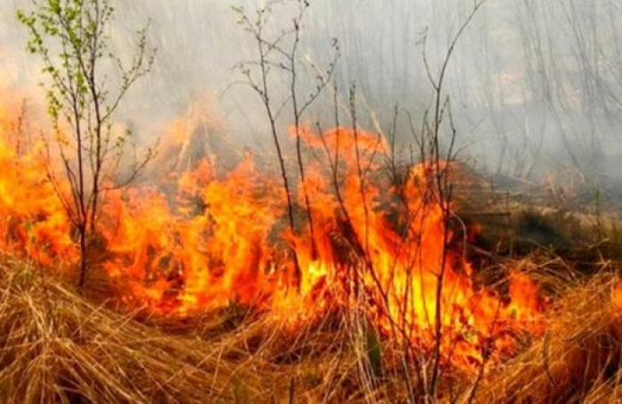 Скільки не пояснюй - усе марно: у Карпатах другий день поспіль горить сухостій (ВІДЕО)