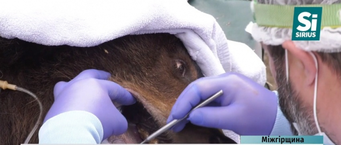 Стоматолог для ведмедів: як у нацпарку «Синевир» клишоногим лікували зуби