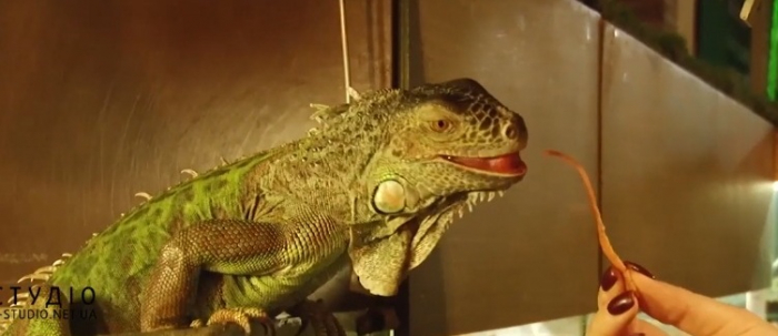 Справжня екзотика може бути набагато ближче – в Ужгороді