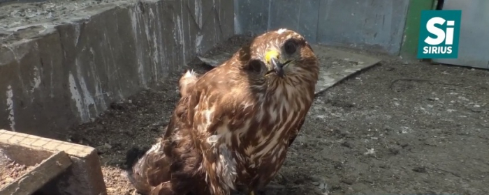 Пораненого яструба рятують у Закарпатському еколого-натуралістичному центрі