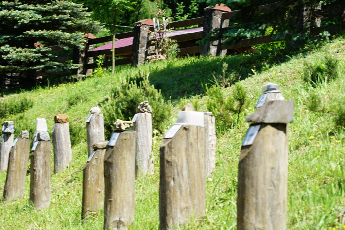 Лісовий музей під відкритим небом можна відвідати на Ужгородщині