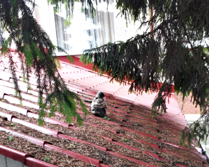 Справжнє мі-мі-мі: закарпатські рятувальники повернули совеня у гніздо